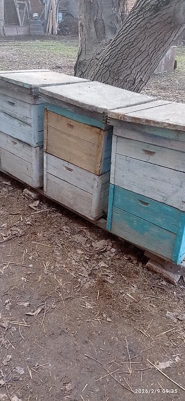 ящик пчелы: Аар Челек 2х корпус 16 рам2.000 бу рамка айнеги.менен Таш сатылат — 9
