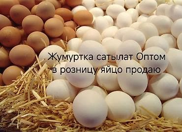 породы кур: Куриные яйца — оптом и в розницу. - Белые и коричневые куриные яйца — 1