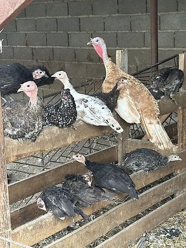 хомяки бишкек: Сатам | Ургаачы күрп (ургаачы), Эркек күрп, Балапан күрп | Аргын, Кара ханзаада, Түндүк Кавказ | Союуга, Көбөйтүү үчүн — 2
