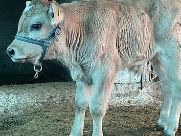 стельный корова: Продаю | Музоо, торпок | Полукровка | На откорм | Племенные — 9