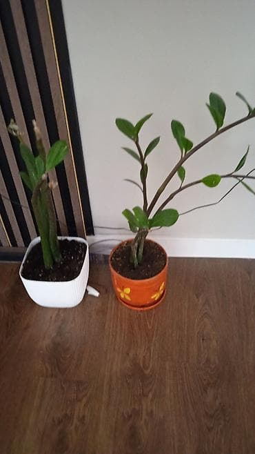 Комнатные розы: Комнатные растения в горшках (2 шт.) фото старые уже хорошо разрослись — 1