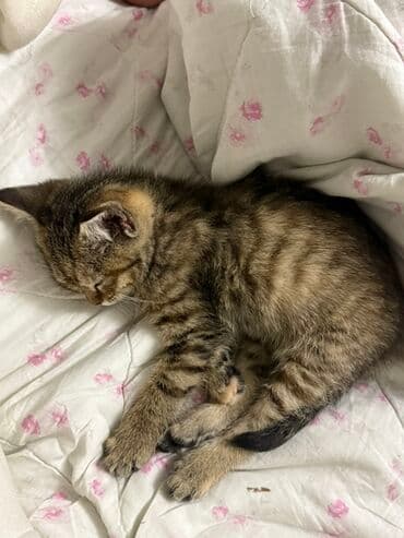 продажа вислоухих шотландских котят: Скотиш Фолд (Шотландская вислоухая), 2 месяца, Девочка, Приучена к лотку — 1