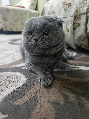 Зоотовары: Отдаем в хорошие руки,в любящую семью. Шотландский кот с вислыми ушами — 1