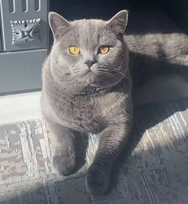 шотландская кошка скоттиш страйт: Вязка!Предлагаю крупного шотландского котика на Вязку.Скоттиш — 1