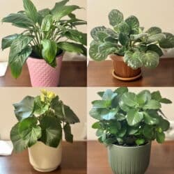 сколько стоят гипсофилы: Всего 1200 — 1