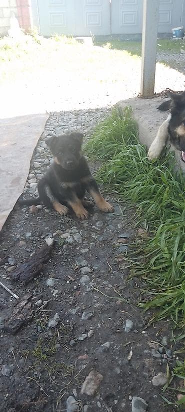 овчарку немецкий: Щенки немецкой овчарки старого типа с гарантией 100%. Сука рожает — 2