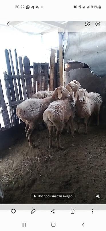 Зоотовары: Продаю | Овца (самка) | Арашан | Для разведения | Матка — 8