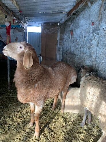 продажа шпицов: Продаю | Баран (самец) | Арашан | Для разведения | Племенные — 8