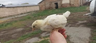 кукурузный жакта: Продаю | Цыплята | Для разведения — 4