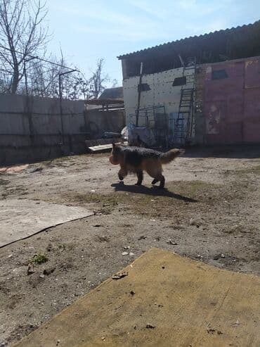 немецкая овчарка сучка: Вязка: Немецкая овчарка, Самец, 5 лет, С родословной — 3