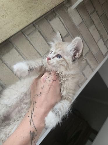 маленькие котики купить: Котята домашние, пушистые, активные. ОТДАМ В ДОБРЫЕ РУКИ - Окрас — 1