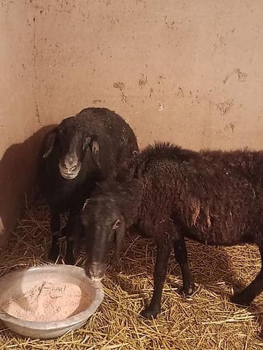 Куры, петухи: Продаю | Овца (самка) | Для разведения — 3