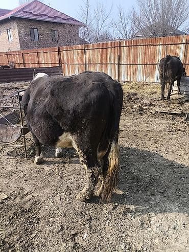 шведская корова: Продаю | Корова (самка) | Для молока — 2