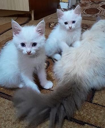 черные котята: Беспородная, 2 месяца, Девочка, Белый, Приучена к лотку — 1