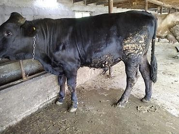 жапалак птица: Сатам | Бука (эркек) | Көбөйтүү үчүн | Байланган — 4