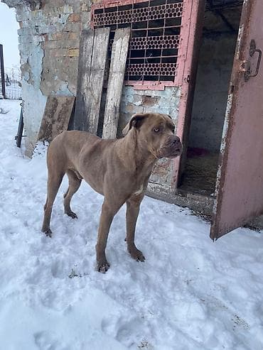 Продается мальчик Крупная короткошерстная собака молосского типа