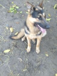 фонд помощи животным: Даром щенки 5 штук папа овчарка мама дворовая очень хорошо ловит — 6