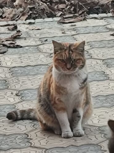 коты токмок: 6 месяцев, Мальчик, Метис — 1