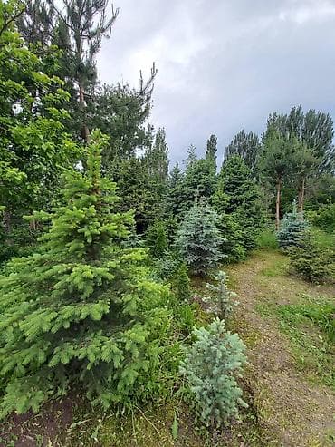 ишу работу охраника: Саженцы деревьев: Ели — 2