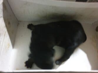 цены породистых собак: Отдам даром 4 дневных щенят,3 шт,их мама умерла сегодня,щенята — 3