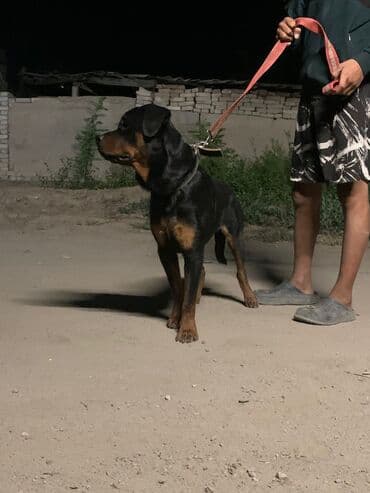 купить собаку доберман: Ротвейлер, 11 айлык, Эркек, Эмделген — 3