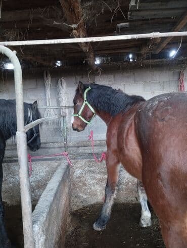 Жылкылар, аттар: Сатам | Байтал | Көбөйтүү үчүн — 7