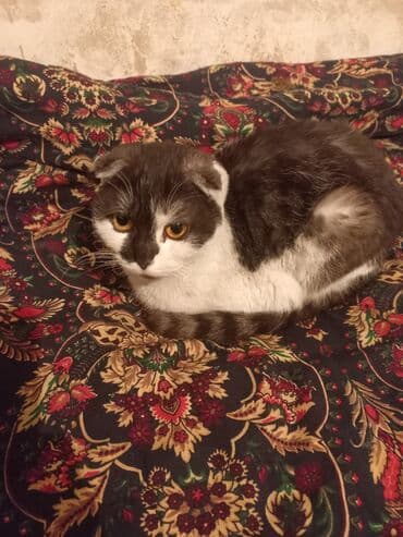 helix original цена в оше: Кошка даром: Скотиш Фолд (Шотландская вислоухая), 1 год, Девочка — 4
