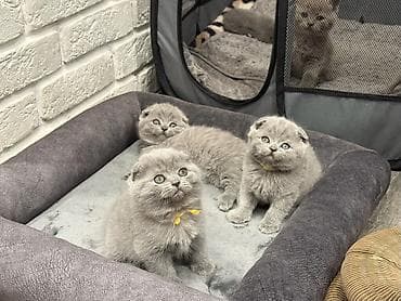 котята скоттиш страйт: Вислоухие шотландские котята голубого окраса! Продажа! Очаровательные — 1