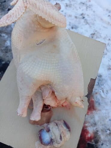 жер тошок баасы: Күрп  — 4