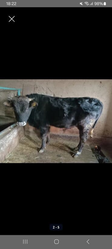 куда отдать собаку бишкек: Продаю | Бык (самец) | Швицкая | На откорм | Привязанные — 1