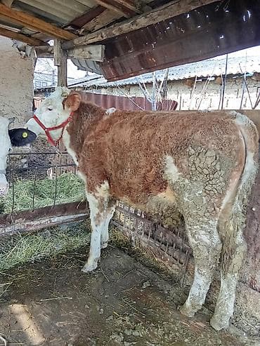 Зоотовары: Продаю | Бык (самец) | Симментальская, Монбельярд | На откорм, Для разведения — 7