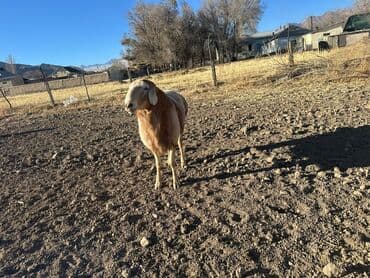 tuxedo порода кошек цена: Продаю | Баран (самец) | Арашан | Для разведения | Племенные — 3