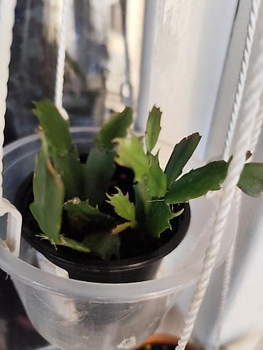 декабрист цветок цена: Алоэ Вера детки и алоэ столетник, для красоты, для лечения — 9