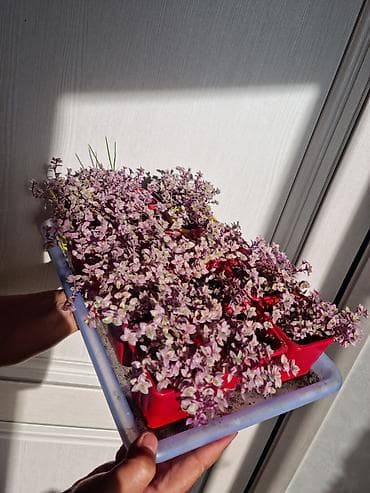 целексия: Кализия-Детки!!!Живые горшочные растения – стелющийся — 2