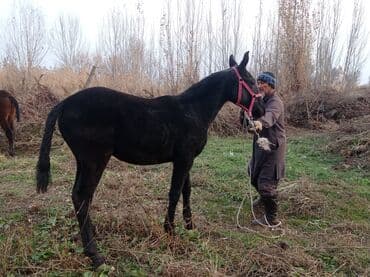 сколько стоит порода собаки доберман: Сатам | Жылкы (эркек) | Жумушка — 1