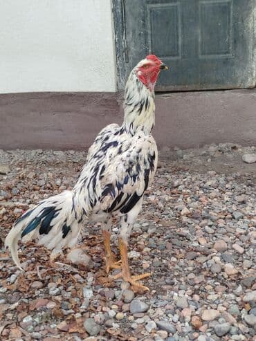 кошка город ош: Дакан жожо короздор сатылат активный алмашу жолдору бар адрес Бишкек — 2