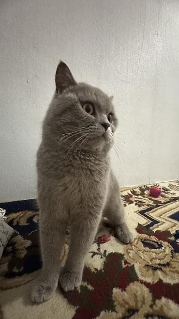 зоомагазин бишкек орто сай: Шотландкая вислоухая кошка, окрас темно-серый(плюшевый серый) — 1