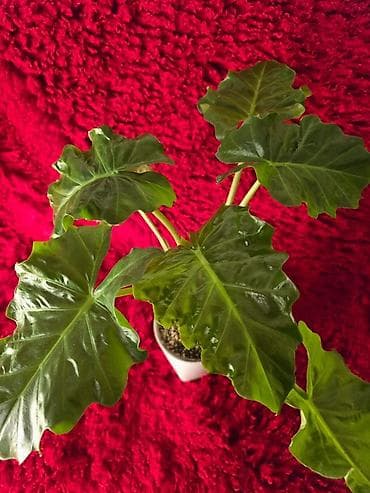 большой фикус: Ароидное комнатное растение Alocasia (вариететная форма) — 10