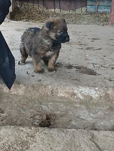 ит нарын: Алабай, 1 айлык, Ургаачы, Ит тегин тастыктоочу документ — 6