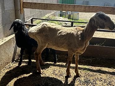 венгерская овчарка: Продаю | Овца (самка) | Для разведения | Матка — 5