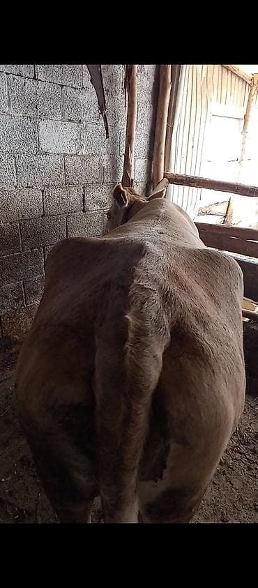 хайлайн соня: Продаю | Корова (самка) | Для разведения | Привязанные — 4