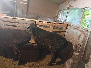 куньминская овчарка: Продаю | Овца (самка) | Для разведения — 1