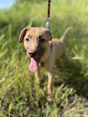 куда отдать собаку бесплатно: Собака даром: Дворняжка, 3 месяца, Самец, С прививкой — 9