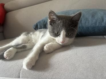 Детские электрокары: Коляска, цвет - Черный, Новый — 2