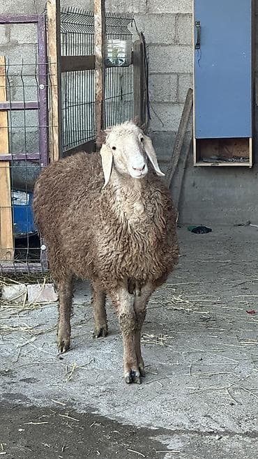 собака доберман цена: Продаю | Баран (самец) | Арашан | Для разведения | Осеменитель — 1