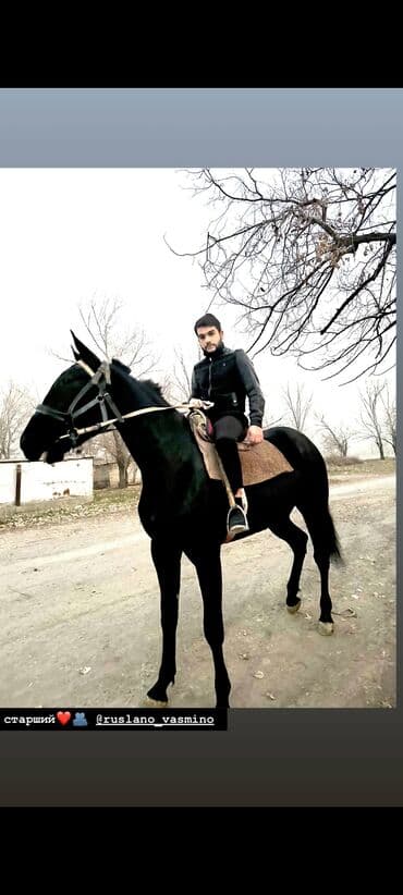 продажа щенков немецкой овчарки с документами в бишкеке: Сатам | Жылкы (эркек) | Ат спорту — 1