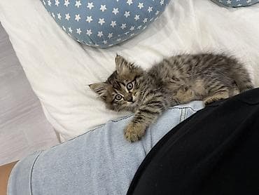 отдам даром вислоухого котенка: Кошка даром: Беспородная, Мальчик — 1