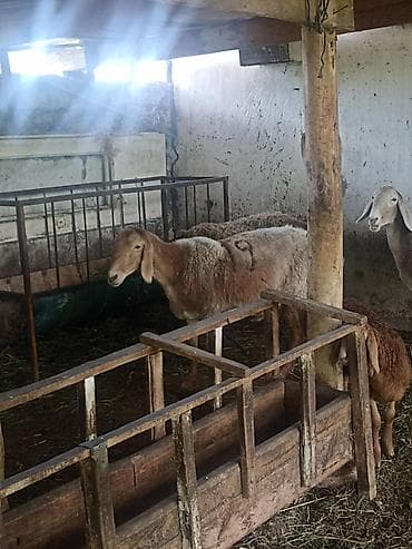 кормушки для животных: Продаю | Овца (самка) | Для разведения | Племенные — 1