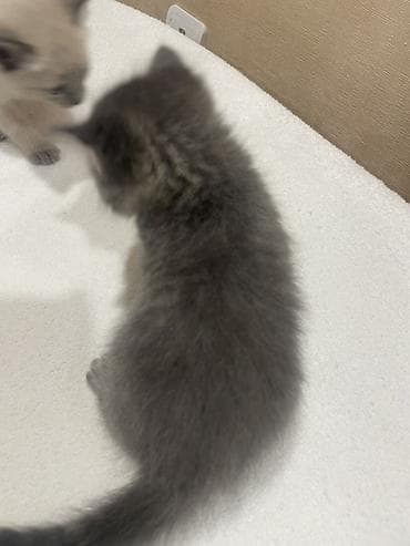 котяты: Кошка даром: Беспородная, 1 месяц, Мальчик, Метис — 3