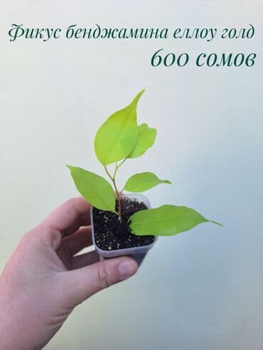 покупка деревьев: ● Комнатные растения (укоренённые черенки, молодые растения, взрослые — 27